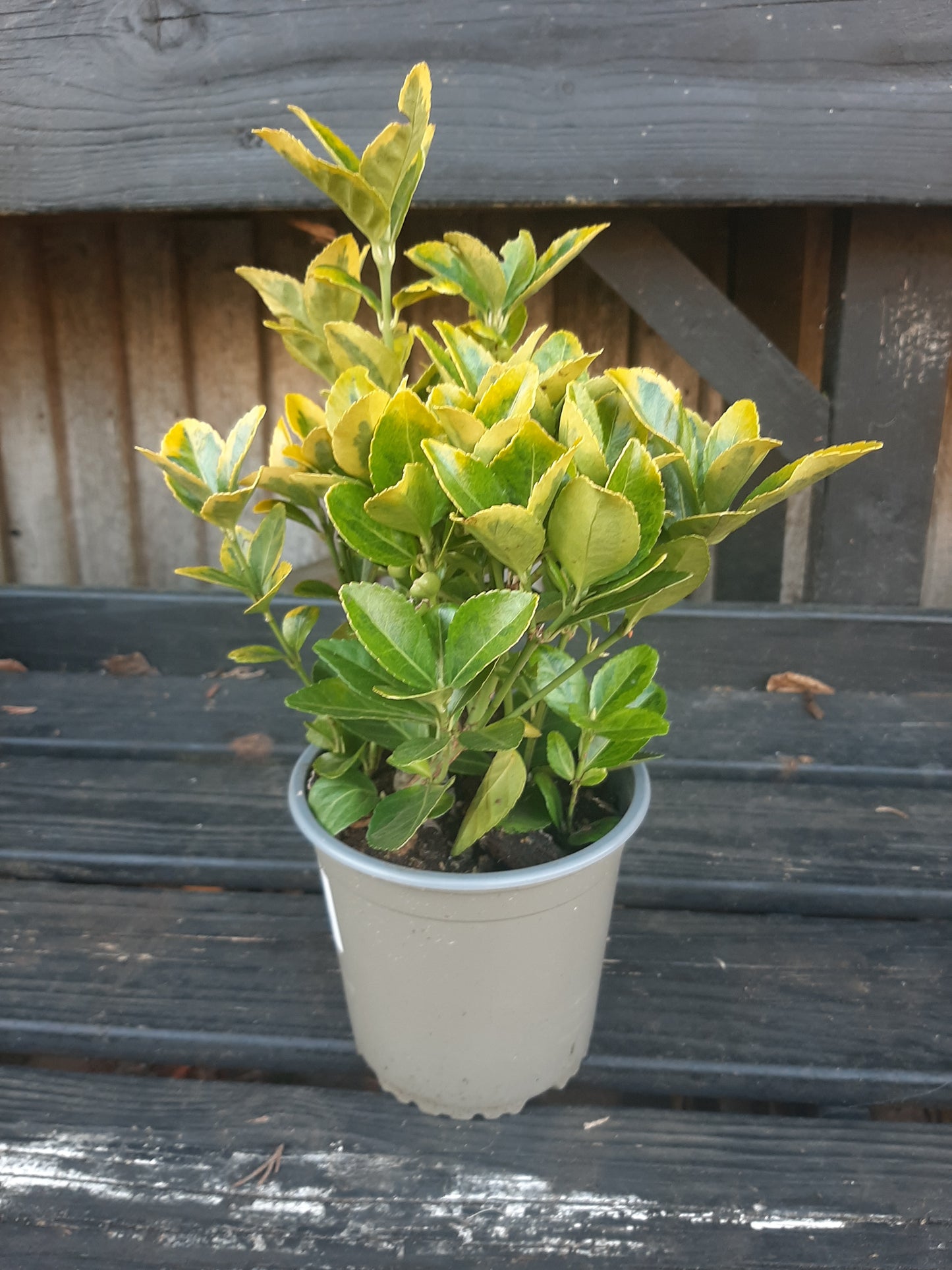 Euonymus Gold Hedge Plant 1Ltr