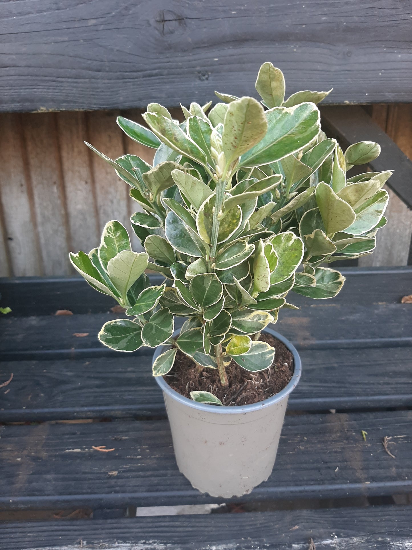 Euonymus hedge plant 1Ltr