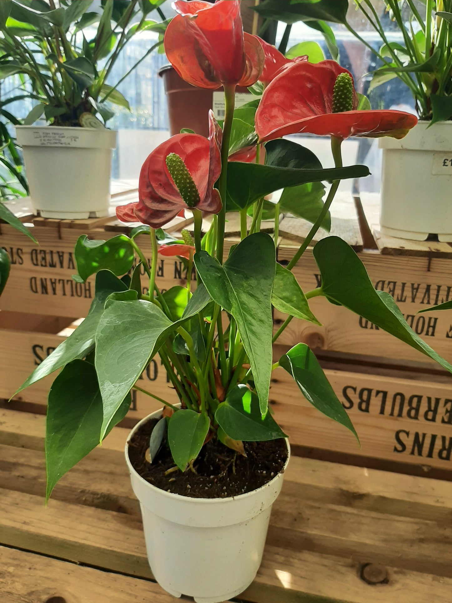 Red Anthurium House Plant