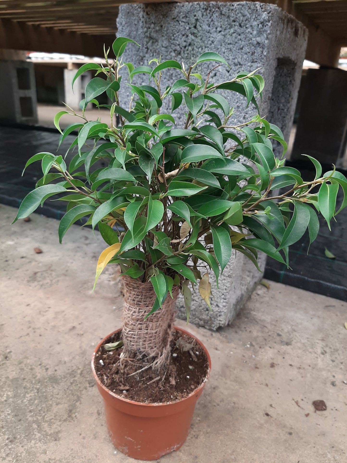Ficus Benjamina Weeping Fig
