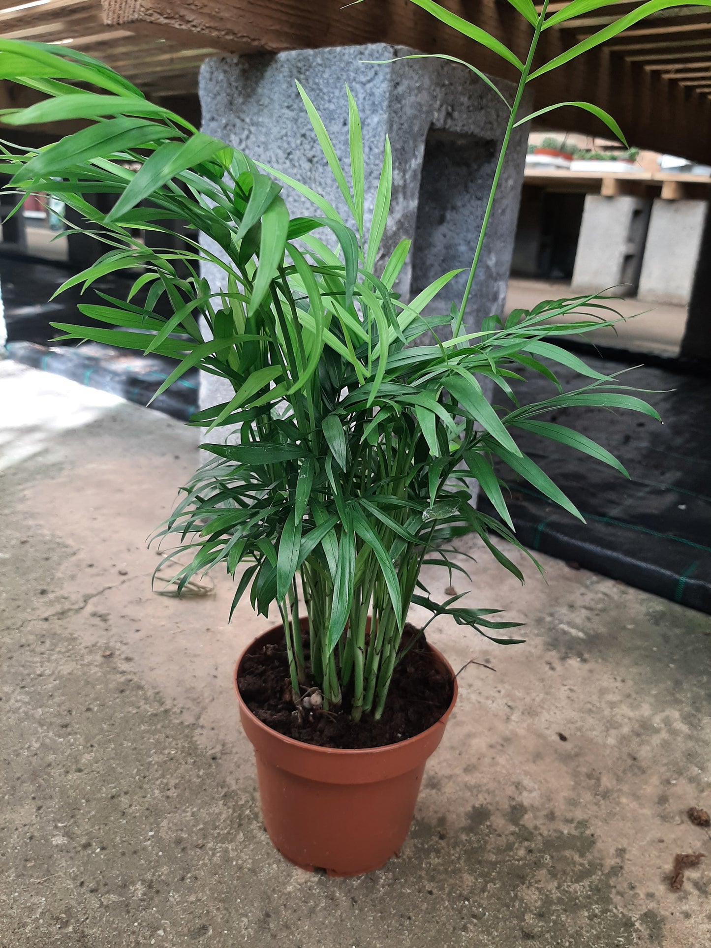 Chamaedorea Elegans