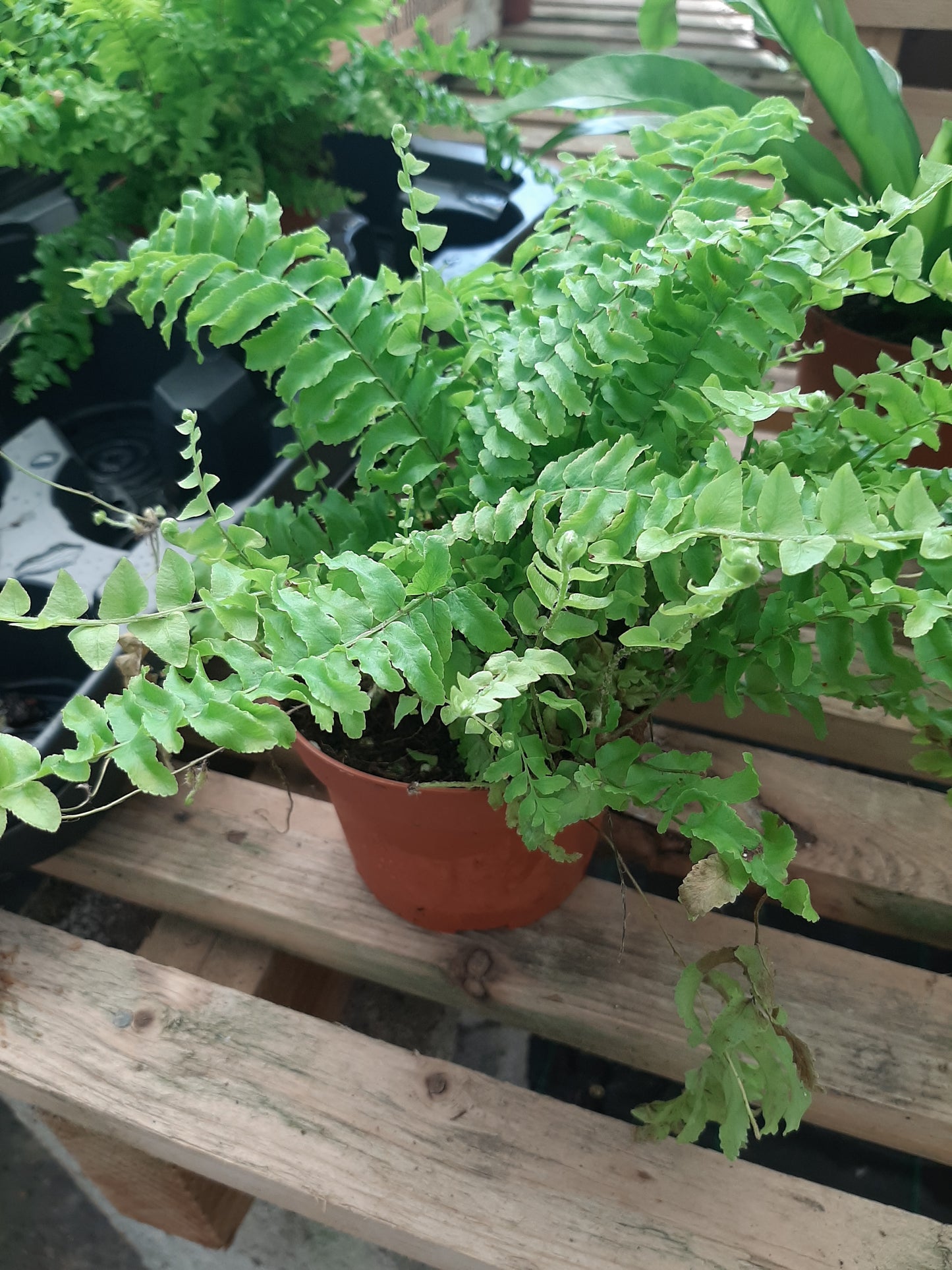 Nephrolepis exaltata 'Boston Blue Bell'