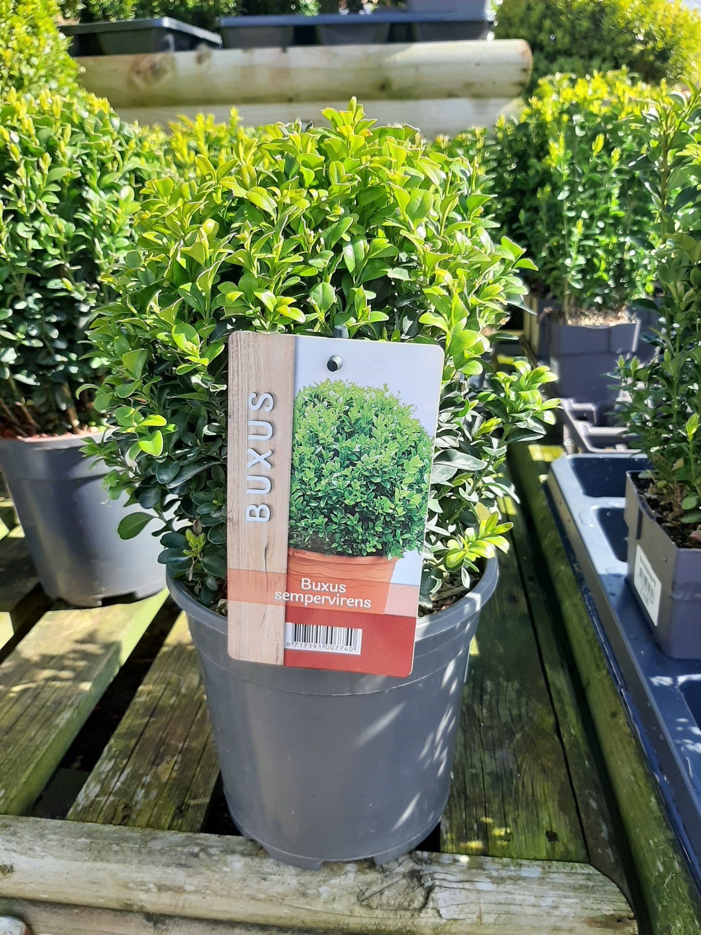 Buxus