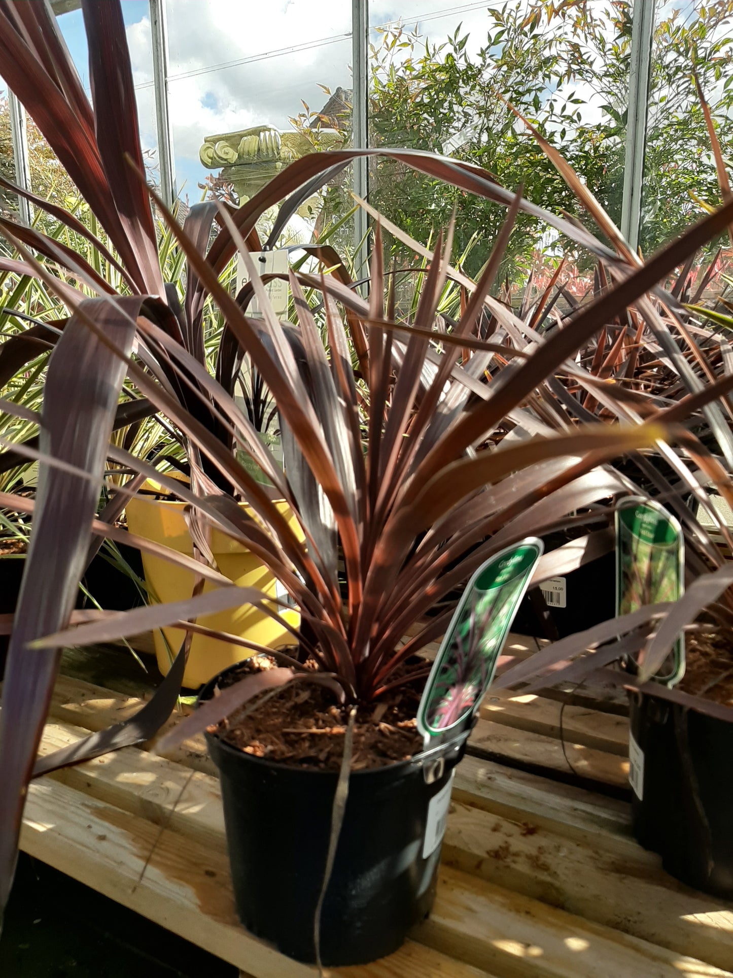 Cordyline Red Star