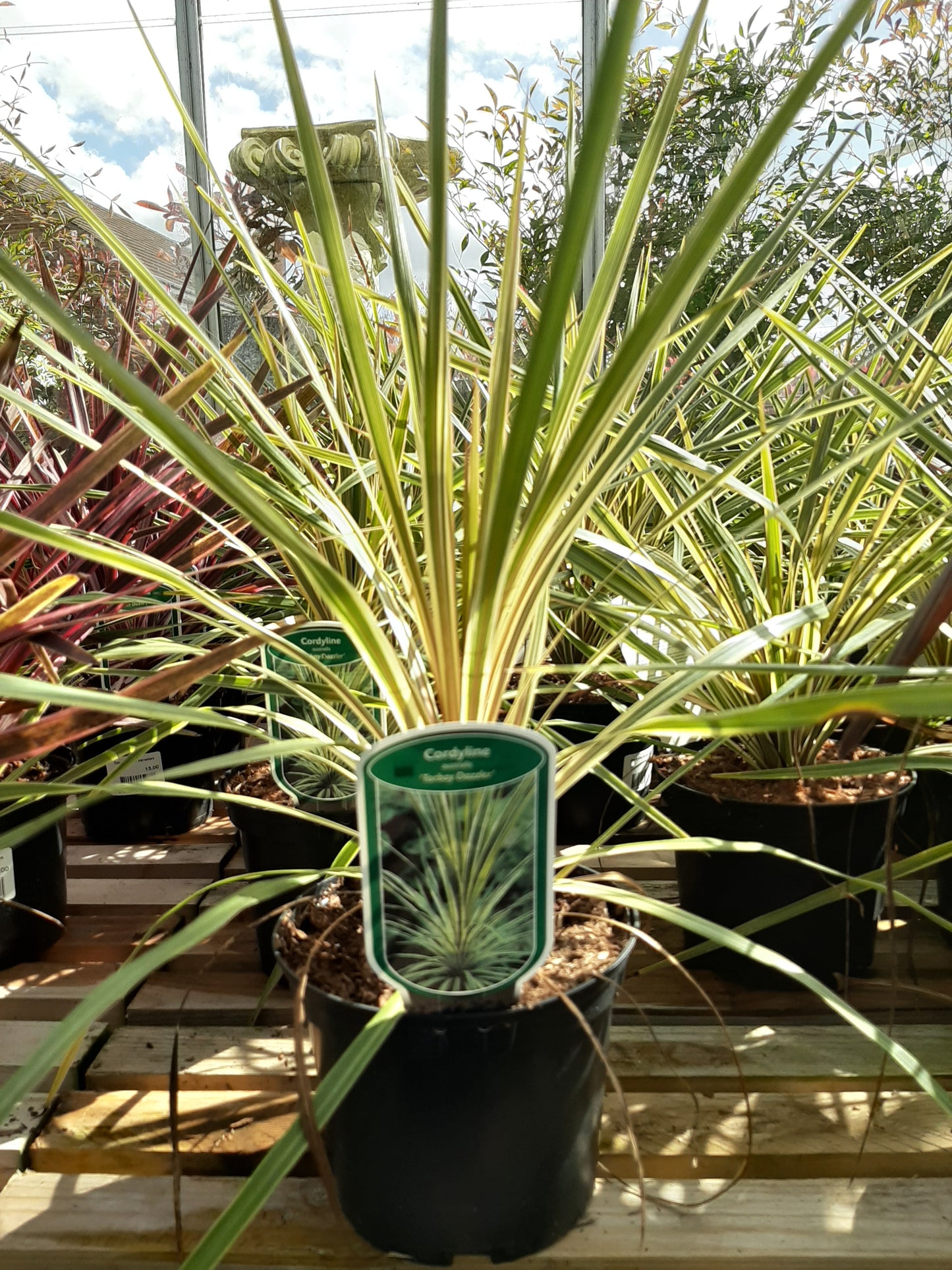 Cordyline Torbay Dazzler