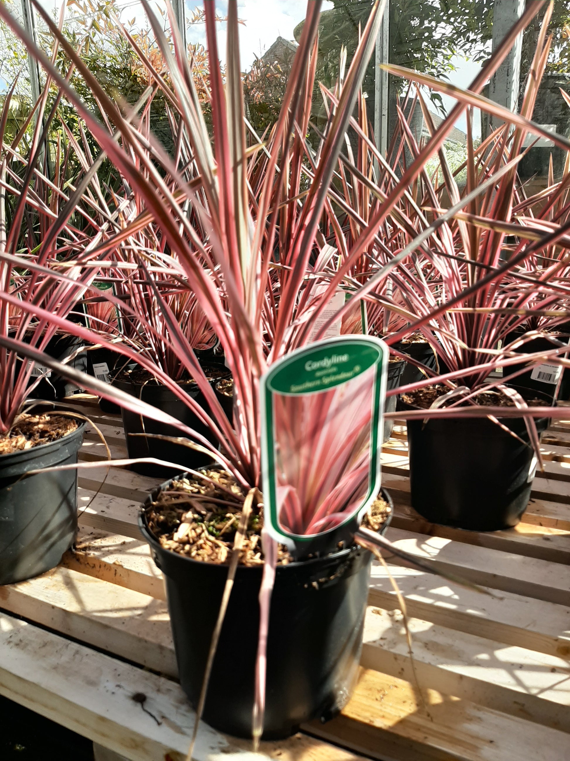 dracaena southern splendour Cordyline Southern Splendour – City Gardens