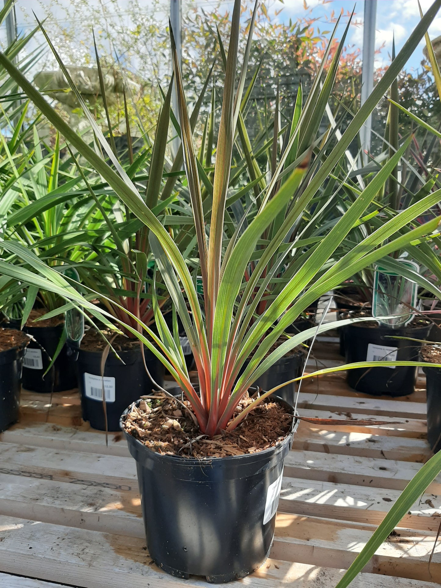 Cordyline Red Heart